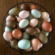 Rainbow Different Layers Available  Hen Chicken + Duck Eggs