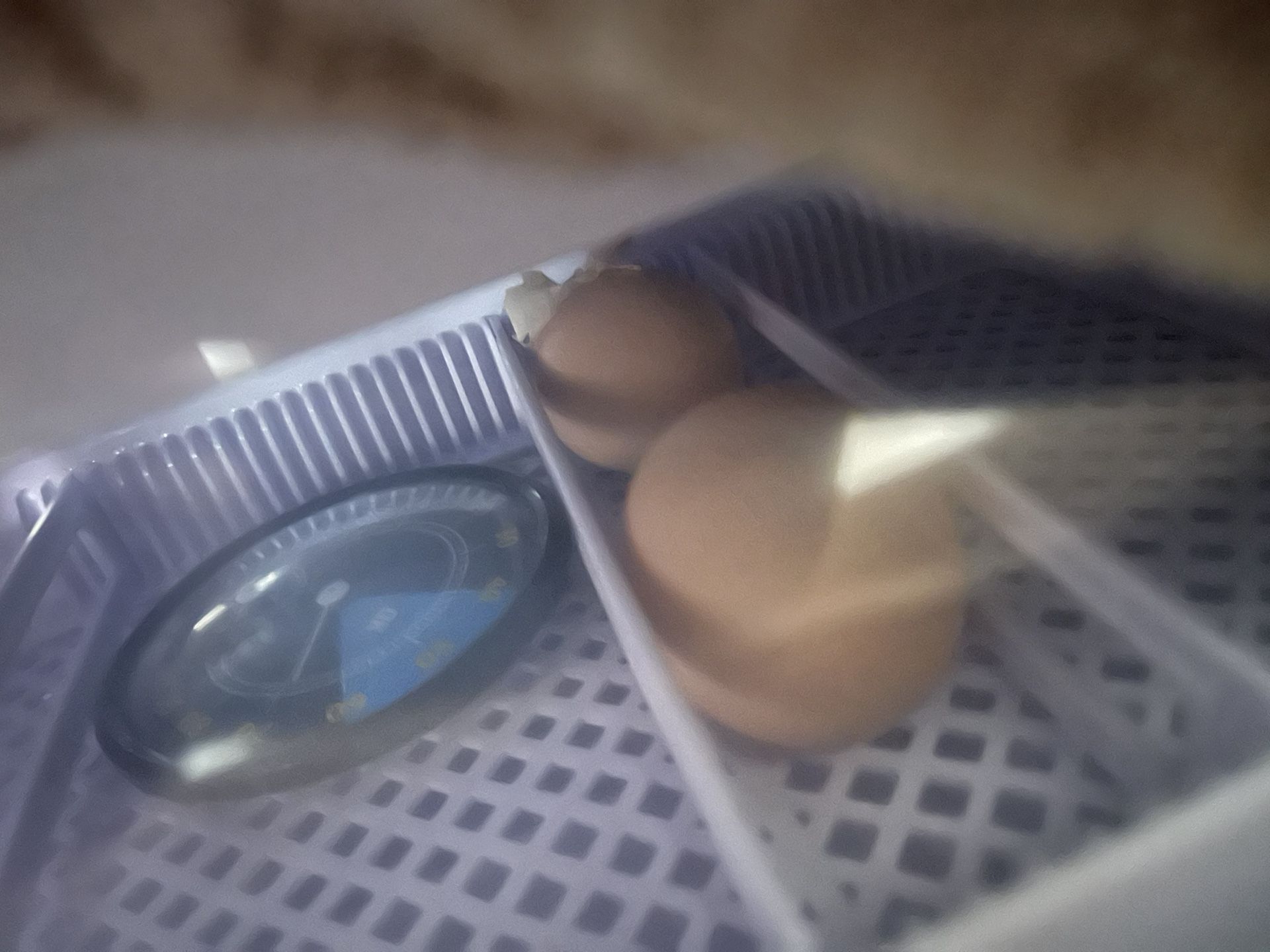 Chicken Eggs 