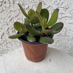 4 Inch Pot Succulent Plant - Crassula Ovata  -  Jade Plant - Rooted & Established - Drought Resistant 🪴