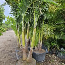 Christmas palms over 8 to 9 feet tall Instant decoration