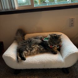 Cat Bed