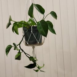 Pothos-6" Pot with Macrame 