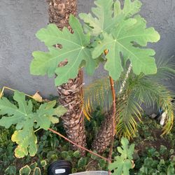 Planta De Higos