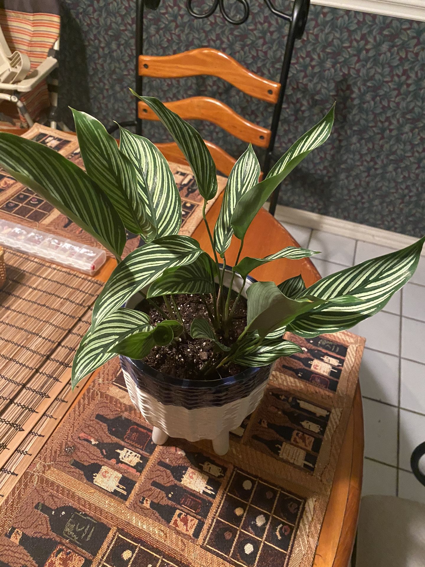 Calathea Vittata in blue and white glazed ceramic pot