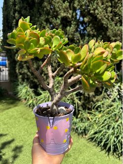 Beautiful jade tree 🌳