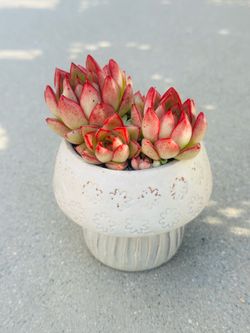 Succulents plants 🪴 （Echeveria 'Dream Queen'）