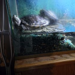 Aquarium Whit All Accessories You Need 