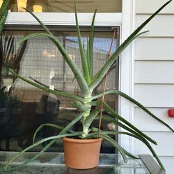 Huge Aloe Vera Plants In Terracotta Pots $15 Each 