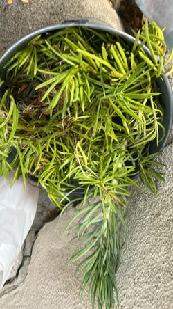 Free plant cuttings