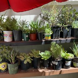 Different Kind Of Succulents In Pots