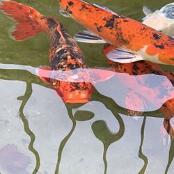 Pond And Fountain Service 