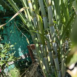 Green Sugarcane In 15 Gallons Pot Very Healthy 