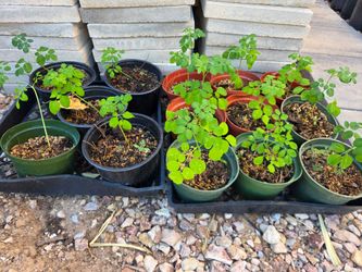 Moringa Seedlings in Nursery Pots