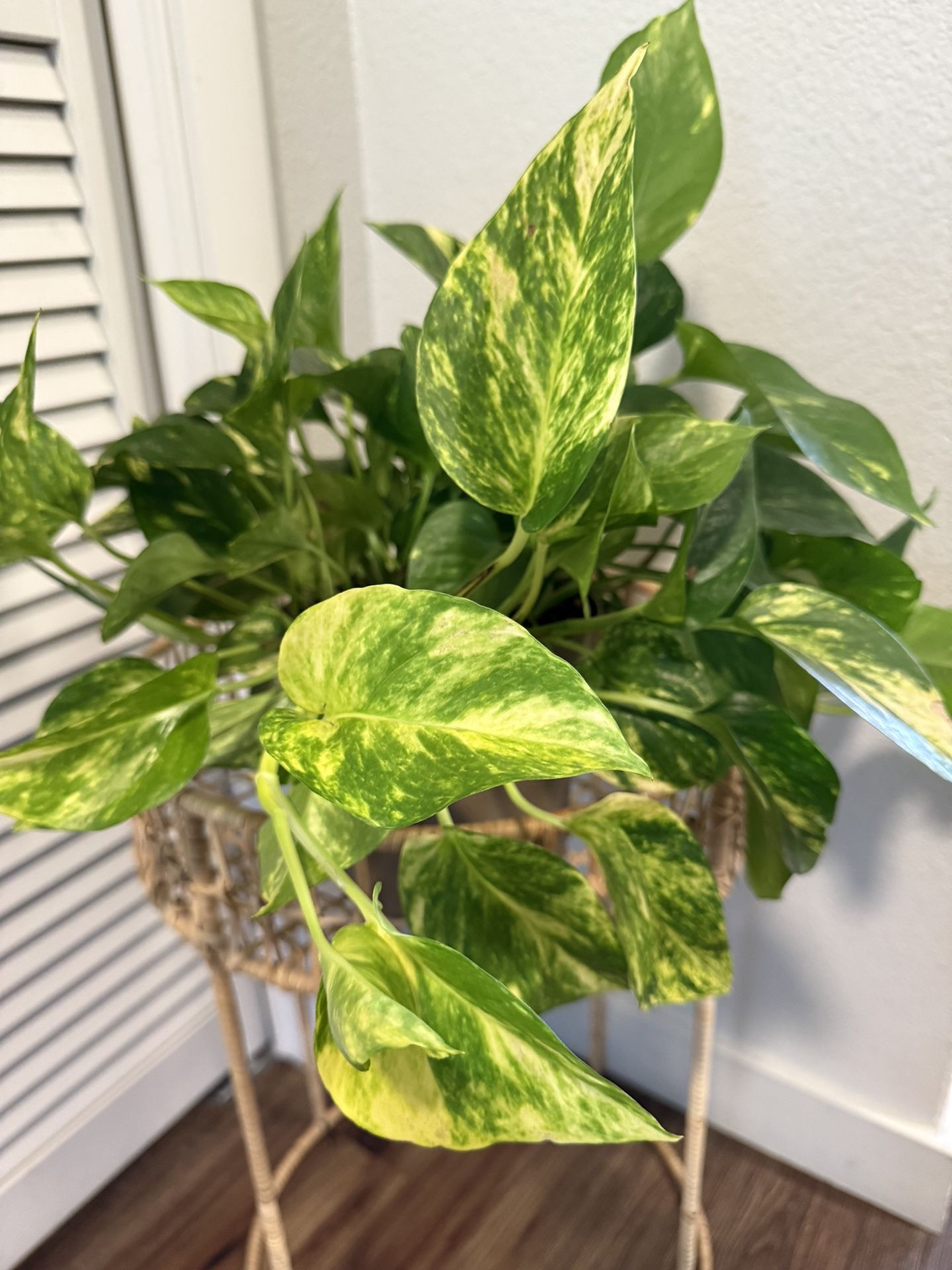 Hawaiian Pothos