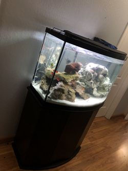 50 gallon aquarium bowed fish tank with stand Thumbnail