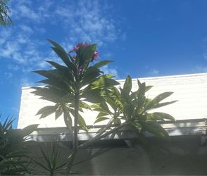 Large Pink Plumeria Cutting From My Tree