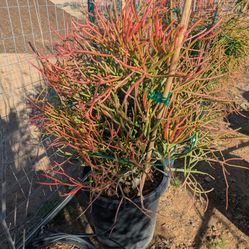$75 Each Fire Stick Cactus 