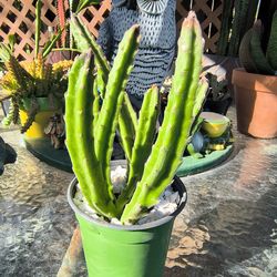 STAPELIA LEENDERTZIAE (BLACK BELLS)