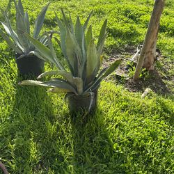 Maguey Planta 