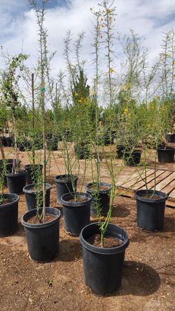 Palo verde