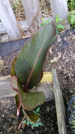 Canna Lily