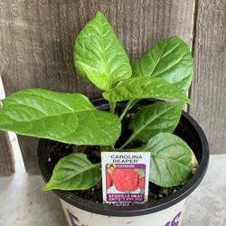 Insanely Hot Carolina Reaper Spicy 🌶️ Peppers Chili Pepper Veggie Vegetable Garden