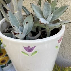 Bunny Ear Succulent 