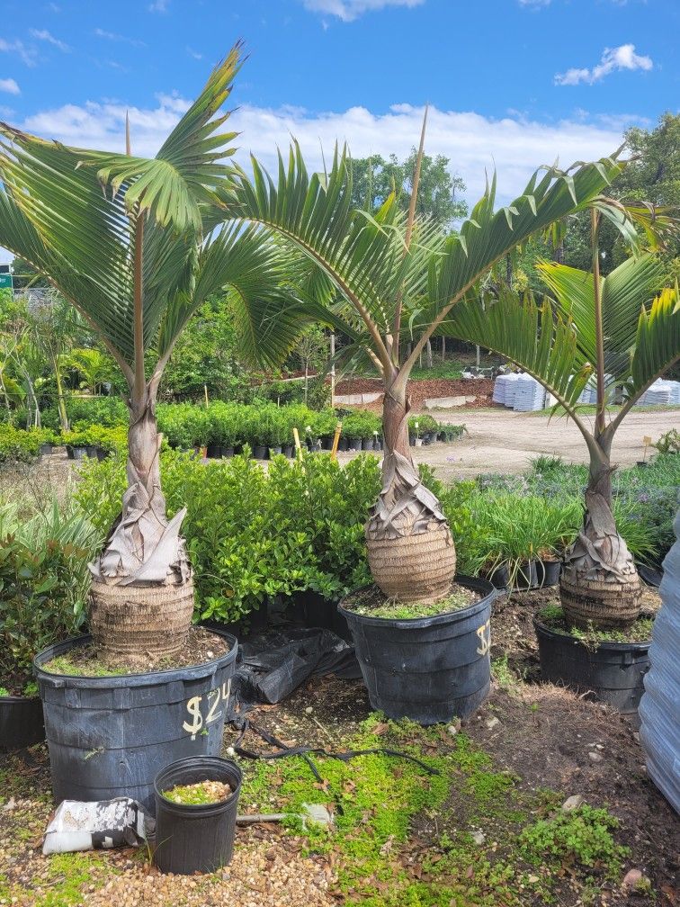 BOTTLE PALM for Sale in Apopka, FL OfferUp