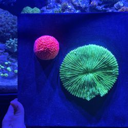Coral Art Reef Tank