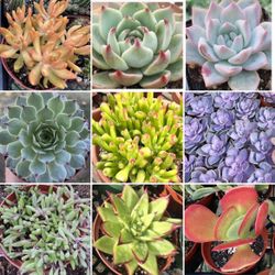 Succulent and Cactus Plants and Arrangements in COVINA