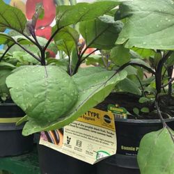3 Ichiban Eggplant Seedling Plants Fully Rooted Ready To Fruit