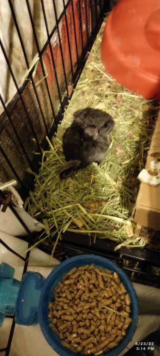 Baby Chinchillas