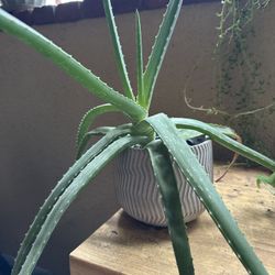 Aloe Plant
