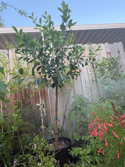 Ficus nitida / ficus indico