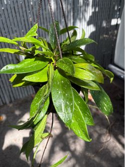 Hoya pubicalix splash