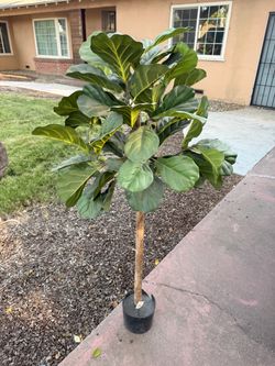 Fiddle Leaf Fig Tree in Black Pot, Vivid Realistic Leaves