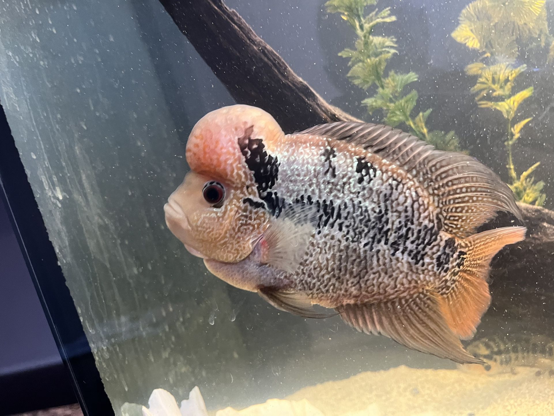Fish Tanks For Sale!!!