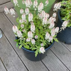 Tiarella