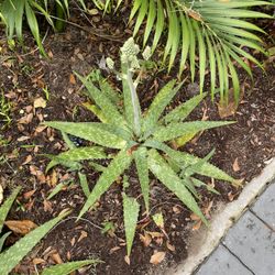 Flowering Aloe Plant Pups
