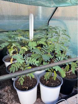 Popcorn cassias plants