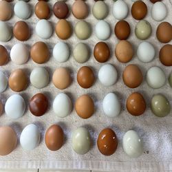Eggs Free Range Chicken Eggs 8.00 a Dozen