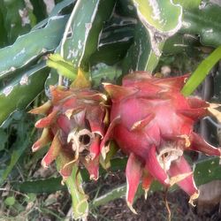 In season NOW! Organic Home Grown Dragon Fruits Fresh