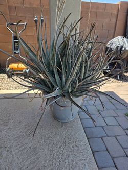 Aloe plant and planter