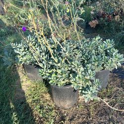 Rock Purslane