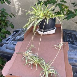 Spider Plant In A Pot Decorative 