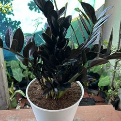 Zz Black Plants Indoor $50 More Plants Differents Prices