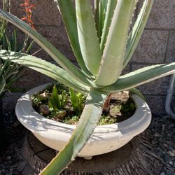 aloe plant Large Pot