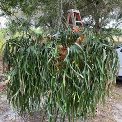 Staghorn Hanging Plant 