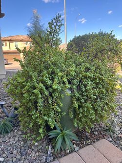 3.7 ft Elephant Bush (Portulacaria afra), also commonly called Dwarf Jade