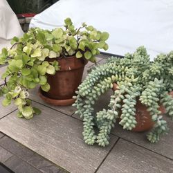 Swedish Ivy & Burro’s tail succulent plants in terracotta pots